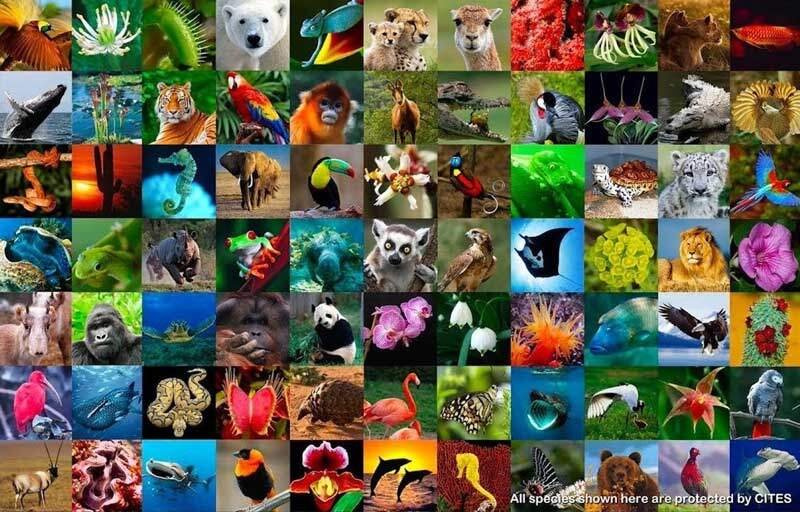 Biodiversity Protected Species